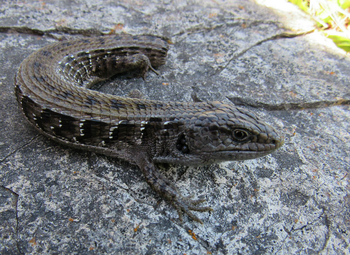 Northern Alligator Lizard